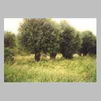 086-1024 Roddau Perkuiken im Sommer 1995 - Die Weiden am Gartenende vom Anwesen Jacob Herbstreit.jpg